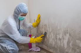 Best Mold Odor Removal Services in USA